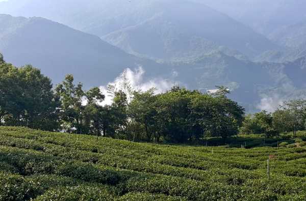 é«˜å±±æœ‰æœºèŒ¶å›­