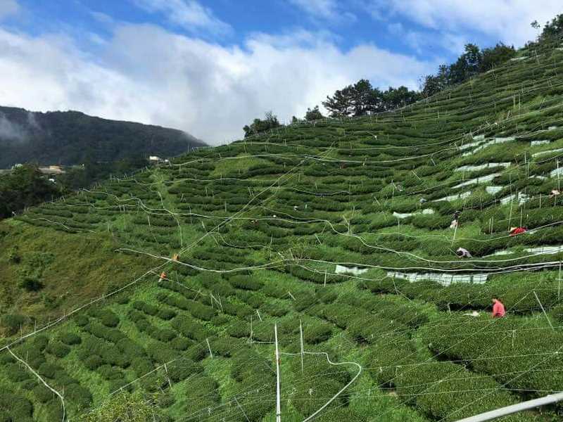 Fushou Mountain Tea