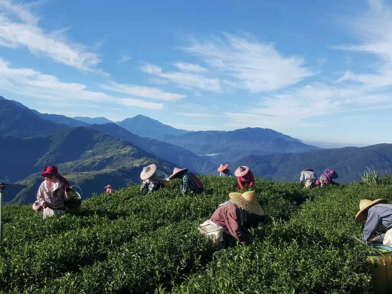 Hehuan Mountain Tea Area