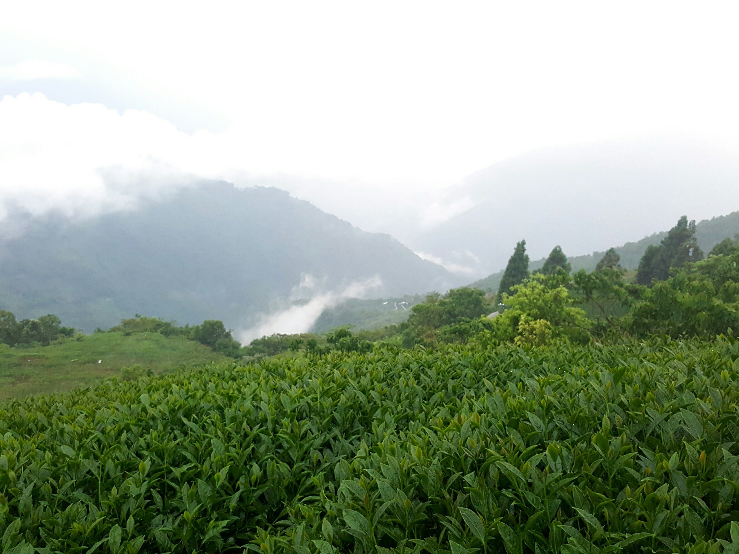 La La Shan Oolong Tea